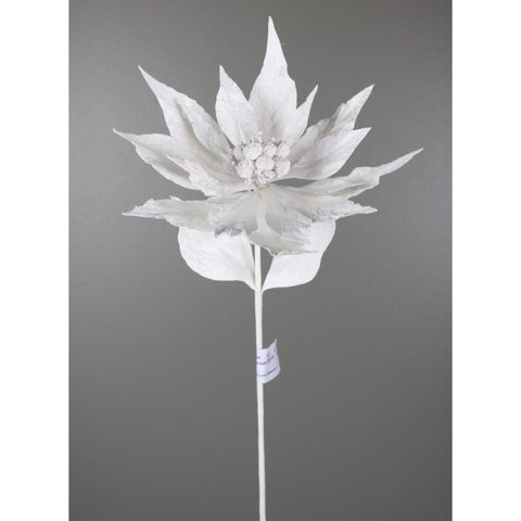 poinsettia stem 229382